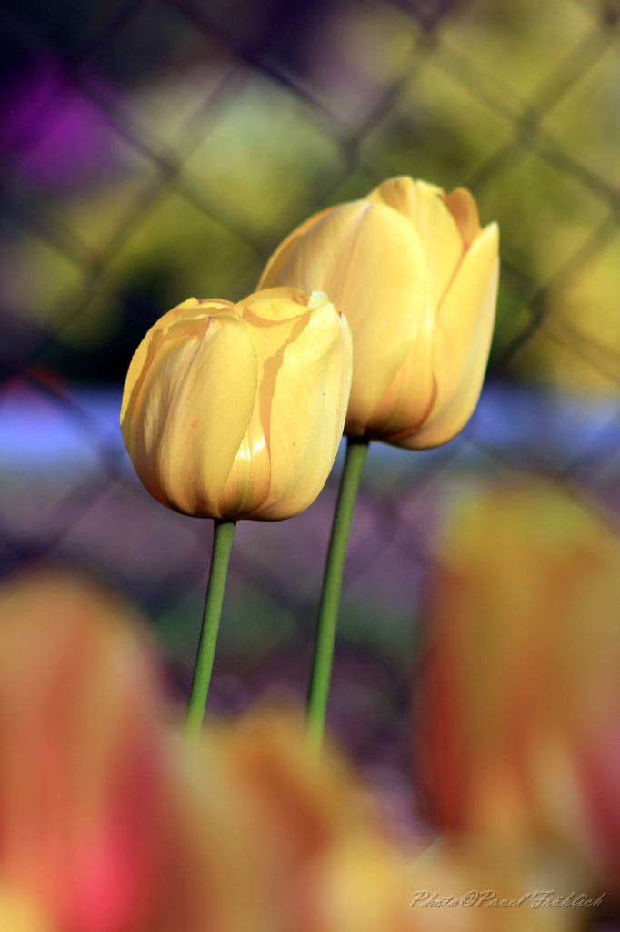Tulipany 3.jpg